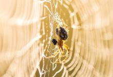 饲养蜘蛛需要准备一些什么