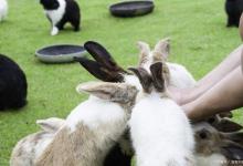 兔子对主人有感情吗？
