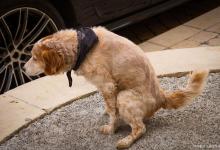 狗狗用完开塞露为什么会拉血？