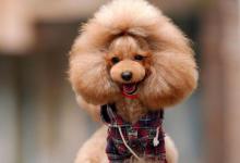 养泰迪的注意事项