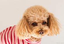 泰迪犬为什么会呕吐？