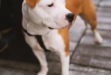 犬类是如何感知时间的