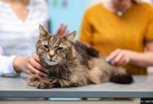 猫咪每天要睡几个小时？