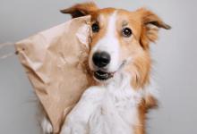 狗狗通常什么时候会咬人？