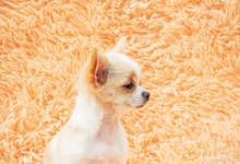 成年狗狗突然嗜睡怎么回事？