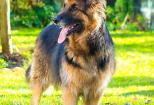 好奇心最强的几种狗狗