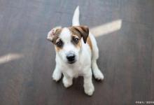 狗上火，嘴巴会臭吗？