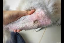 不幸得了猫瘟该如何处理