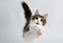 猫绝育后性格会改变吗？