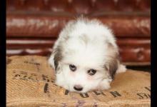 如何给家里狗子打疫苗！