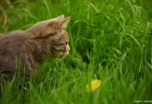 猫咪为什么会吃草？