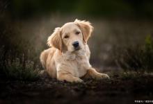狗狗突然大量饮水值得关注