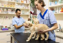 给自家宠物买医保？小心踩到这些坑