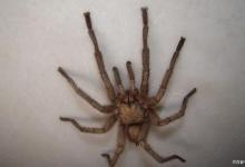 新手养宠物蜘蛛容易犯的错误