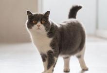 英短猫便便臭怎么解决？