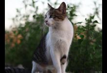 猫咪中暑有什么症状