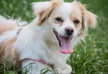 狗狗也会得分离焦虑症