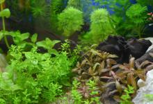 春季钓鲫鱼分时节不同的钓鱼技巧