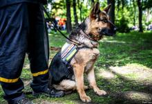 搜救犬为什么会失灵？