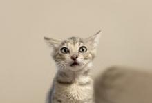 训练猫咪的主要方式