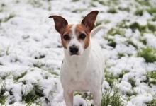 关于狗狗的一些传说