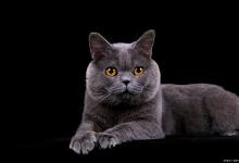 蓝猫母的贵还是公的贵？