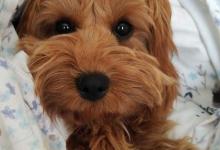 泰迪像哮喘―样抽气应该怎么办？