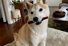 柴犬一个月的花销是多少？