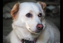 为什么“养狗”的人那么多？