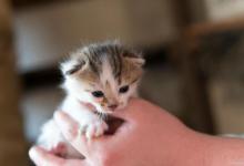 小奶猫吃什么食物？