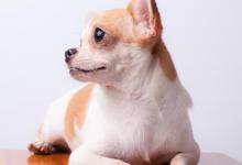 夏天狗能不能放室外养？