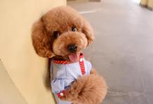 为什么泰迪越来越不受欢迎了？