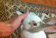 怎么判断兔子是不是肠胃炎？