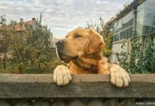 养金毛的五大缺点！养之前做好心理准备！