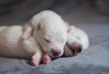 狗狗喜欢拿头顶你的原因？