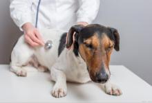 狗狗抽搐是什么情况？