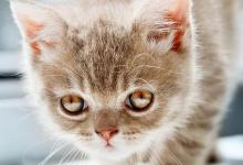 猫一摸就掉毛什么情况