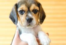 狗子中暑的症状是什么