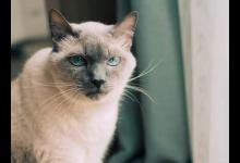 暹罗猫眼屎多，如何解决？