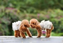 养泰迪需要注意的地方？