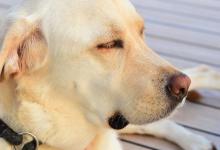 狗子夏天会吃得少吗？