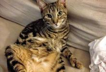 嫉妒心最强的几种猫咪