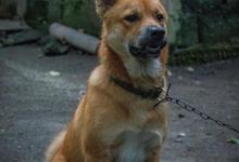 为什么农村人现在不愿意养狗，是什么原因造成的？