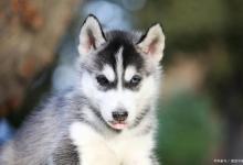 哈士奇掉毛多的原因有哪些