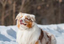 冬季宠物疾病如何预防？