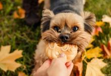 秋季宠物疾病如何预防？