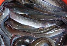 钓鲶鱼怎样打窝最好？