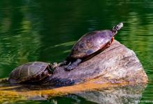 饲养乌龟注意事项