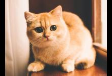 养金渐层需要注意什么