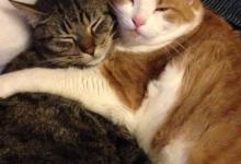 猫有这6种表现，说明它很“孤独”